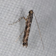 Neurobathra strigifinitella