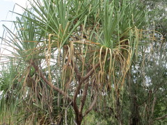 Pandanus spiralis