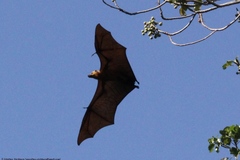 Pteropus neohibernicus