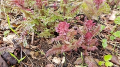 Pedicularis densiflora densiflora