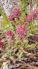Pedicularis densiflora densiflora