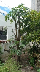 Vasconcellea pubescens