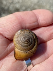 Helminthoglypta exarata