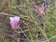 Calochortus plummerae
