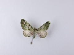 Pasiphila semochlora