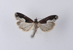Eudonia hemiplaca