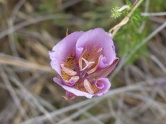 Calochortus plummerae
