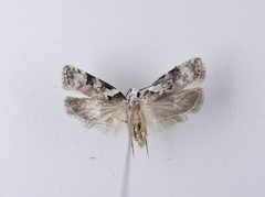 Izatha epiphanes