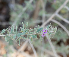 Lycium andersonii wrightii