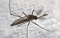 Tripteroides atripes