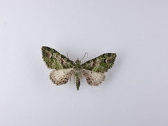 Pasiphila semochlora