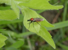 Bibio hortulanus