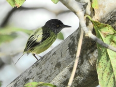 Todirostrum maculatum