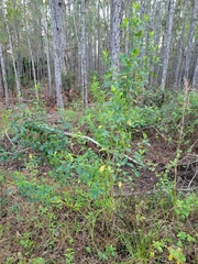 Baccharis halimifolia image