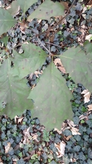 Quercus rubra