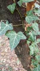 Hedera helix