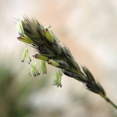 Sesleria albicans