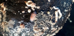 Facelina auriculata