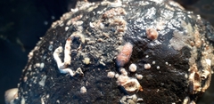 Facelina auriculata