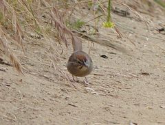 Aimophila ruficeps canescens