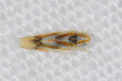 Erythridula praecisa
