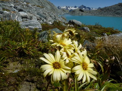 Dolichoglottis lyallii × scorzoneroides