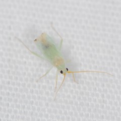 Blepharidopterus provancheri