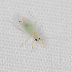 Blepharidopterus provancheri