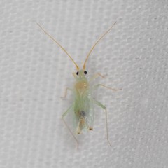 Blepharidopterus provancheri