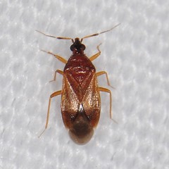 Amphiareus obscuriceps