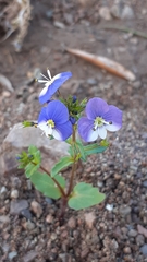 Veronica syriaca