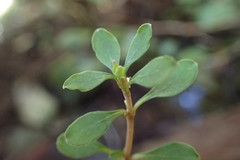 Coprosma depressa
