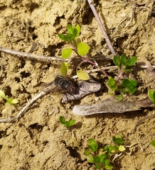 Pollenia rudis