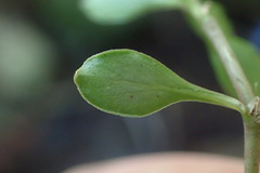 Coprosma depressa