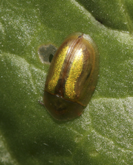Cassida vittata