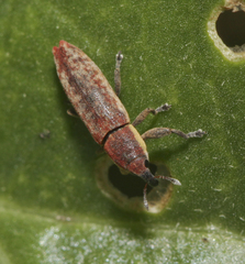 Lixus scabricollis