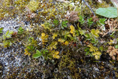 Acaena microphylla pauciglochidiata