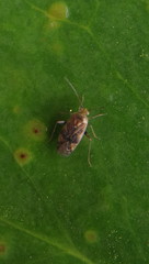 Diomocoris