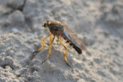 Dicranus tucma