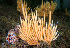Sphaerokodisis australis