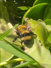 Bombus robustus