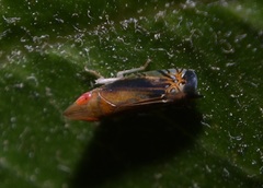 Scaphytopius majestus