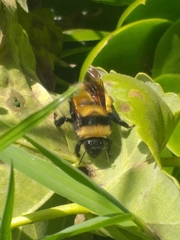 Bombus robustus