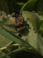 Bombus robustus