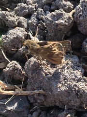 Atalopedes campestris huron