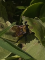 Bombus robustus