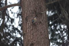 Sitta nagaensis