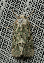 Bryolymnia viridata