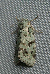 Bryolymnia viridata