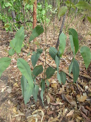 Eucalyptus tetrodonta
